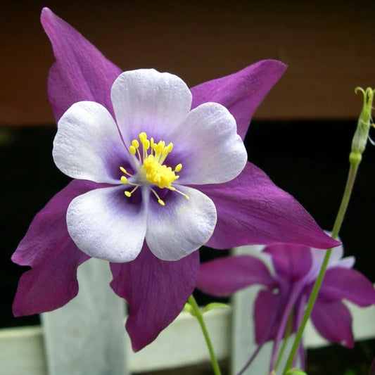 50 Purple White Columbine Flower Flowers Bloom Perennial Seeds | www.seedsplantworld.com