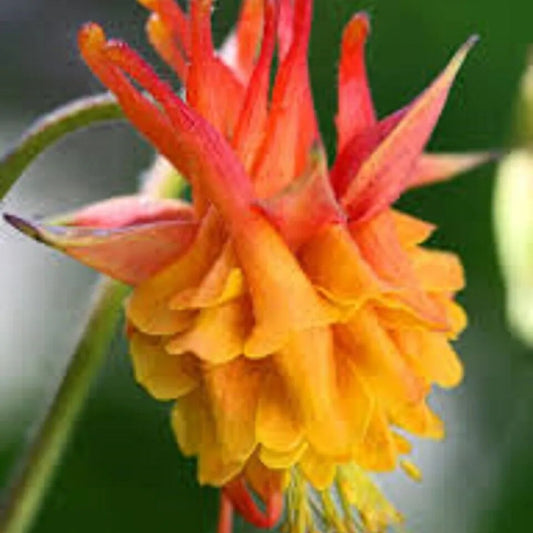 50 Double Orange Yellow Columbine Flower Flowers Bloom Perennial Seeds | www.seedsplantworld.com