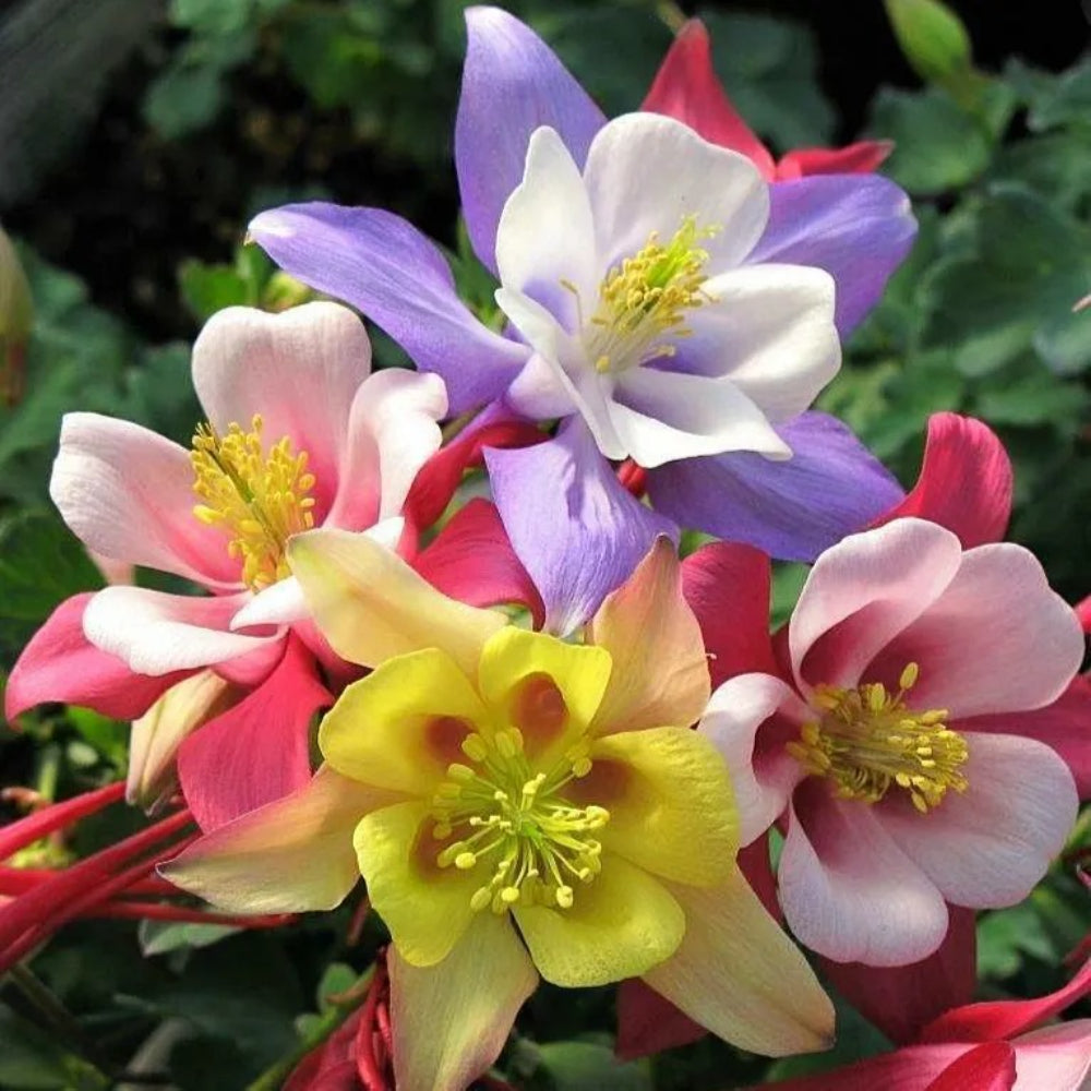 50 Origami Mix Columbine Flower Flowers Bloom Perennial Seeds | www.seedsplantworld.com