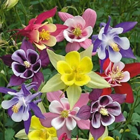 50 Giants Mix Columbine Flower Flowers Bloom Perennial Seeds | www.seedsplantworld.com