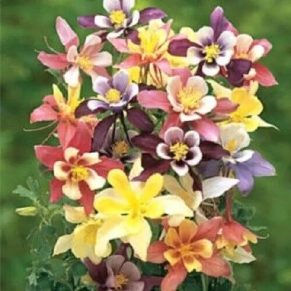 50 Double Rose Columbine Flower Flowers Bloom Perennial Seeds | www.seedsplantworld.com