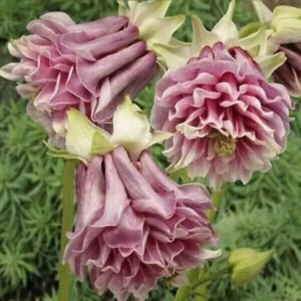 50 Harlequin Columbine Flower Flowers Bloom Perennial Seeds | www.seedsplantworld.com