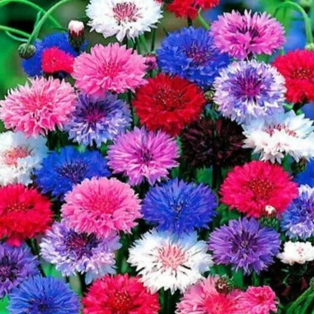 50 Bright Mix Bachelor's Button Flower Flowers Garden Annual Seeds | www.seedsplantworld.com