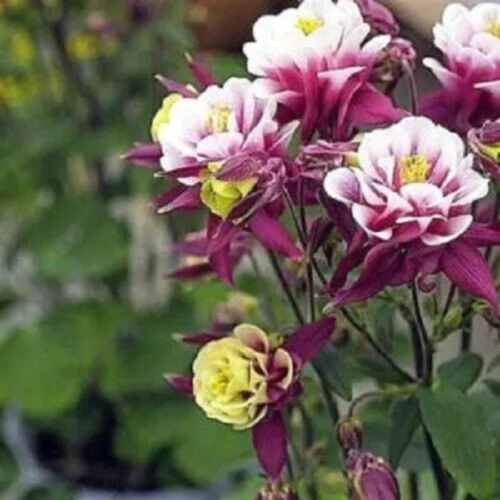 50 Double Maroon White Columbine Flower Flowers Bloom Perennial Seeds | www.seedsplantworld.com