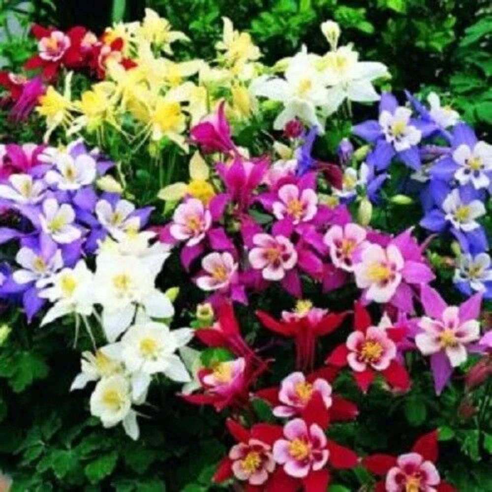 50 Aquilegia Columbine Flower Flowers Bloom Perennial Seeds | www.seedsplantworld.com