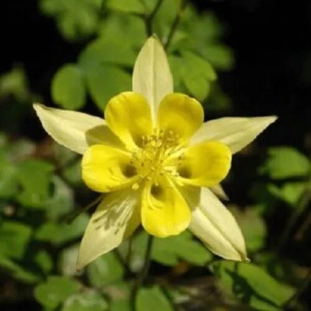 50 Yellow Columbine Flower Flowers Bloom Perennial Seeds | www.seedsplantworld.com