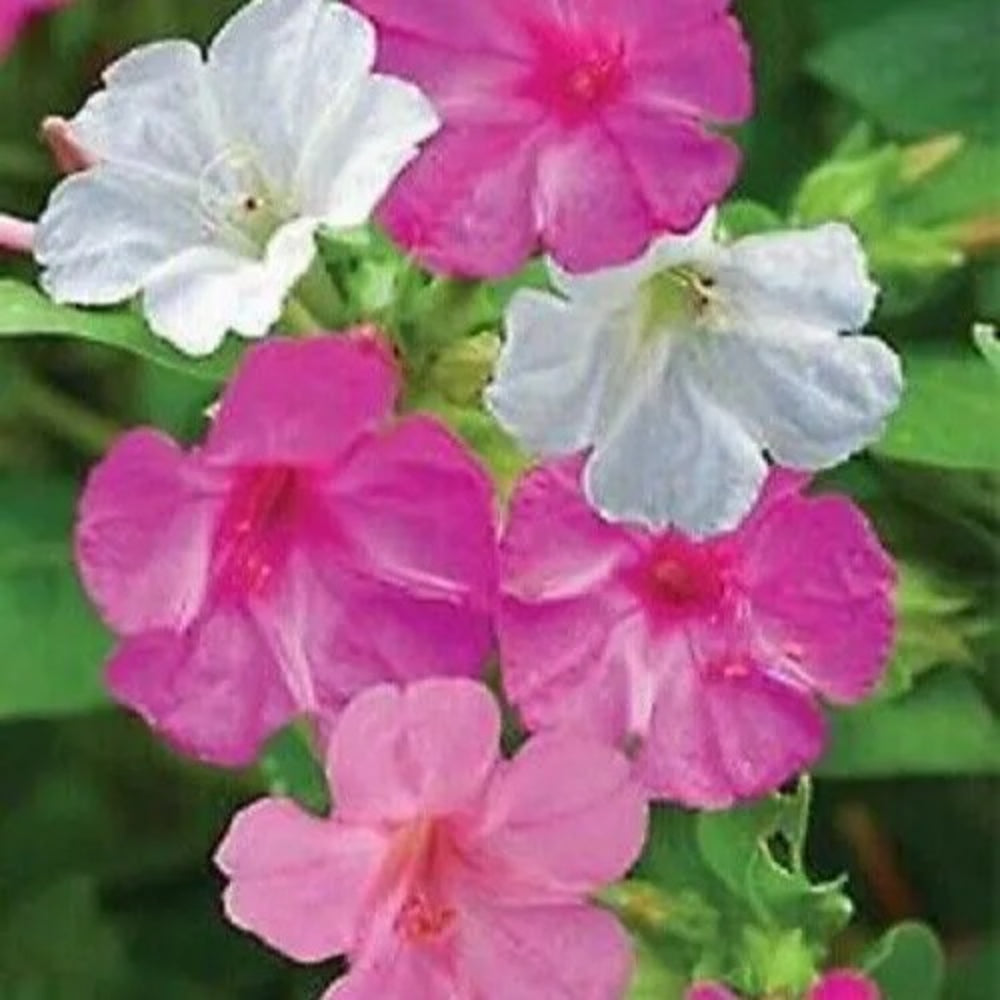 25 Pink White Four O'clock Flowers 4 O'clock Perennial Seeds | www.seedsplantworld.com