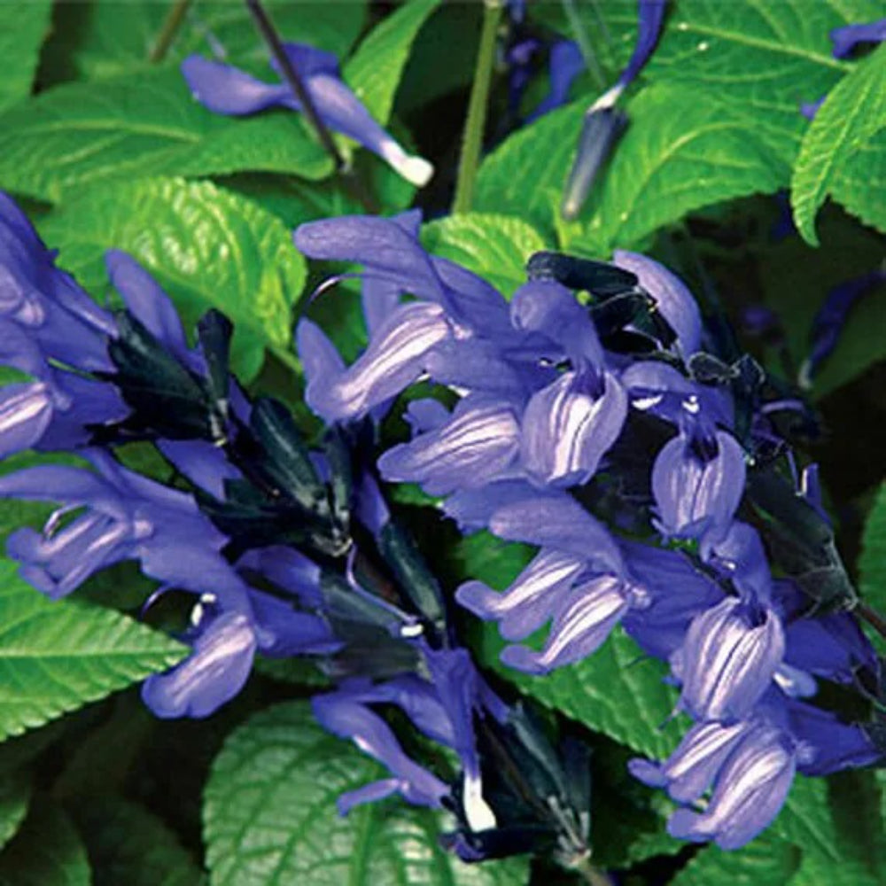 50 Black And Blue Salvia Flower Flowers Hummingbird Perennial Seeds | www.seedsplantworld.com