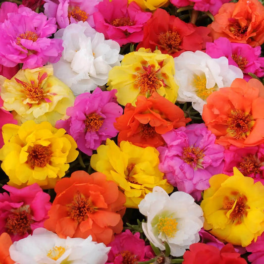 100 Bright Mix Moss Rose Flower Flowers Bloom Perennial Seeds | www.seedsplantworld.com