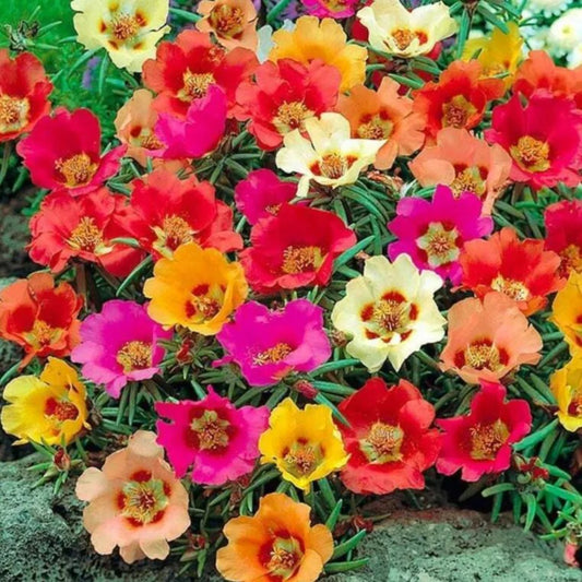 100 Dark Mix Moss Rose Bloom Flower Flowers Perennial Seeds | www.seedsplantworld.com