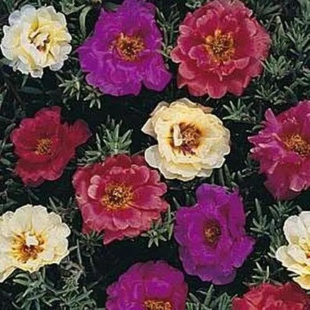 25 Mixed Four O'clock Flowers 4 O'clock Flower Perennial Seeds | www.seedsplantworld.com