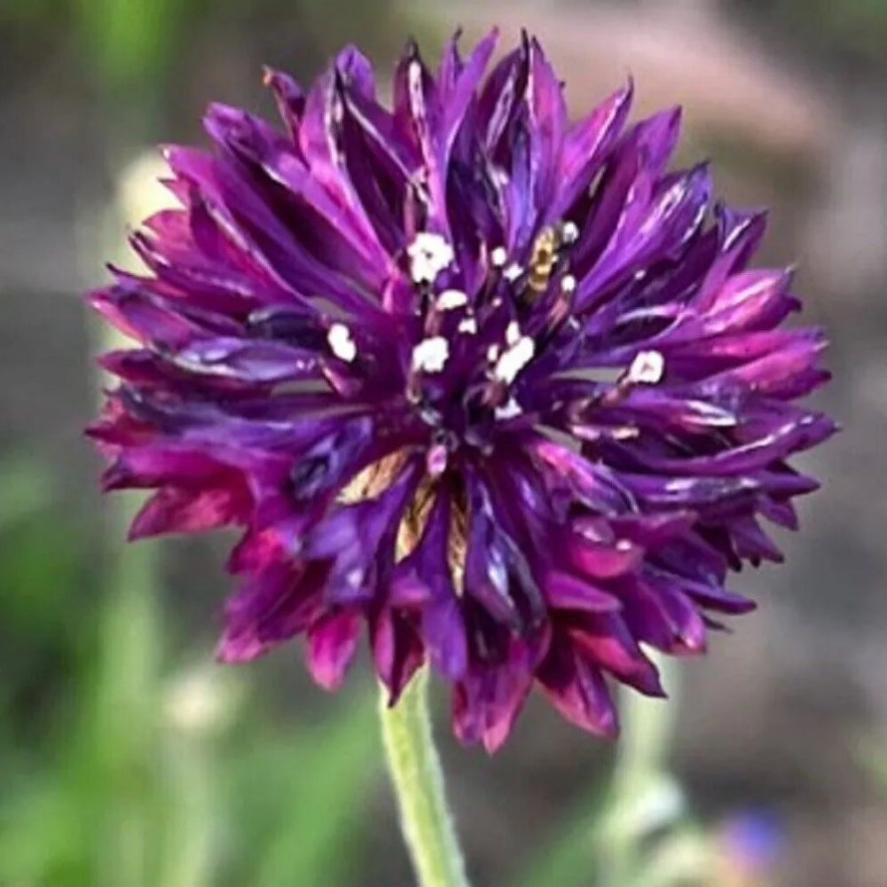 50 Bright Purple Bachelor's Button Flower Flowers Garden Annual Seeds | www.seedsplantworld.com