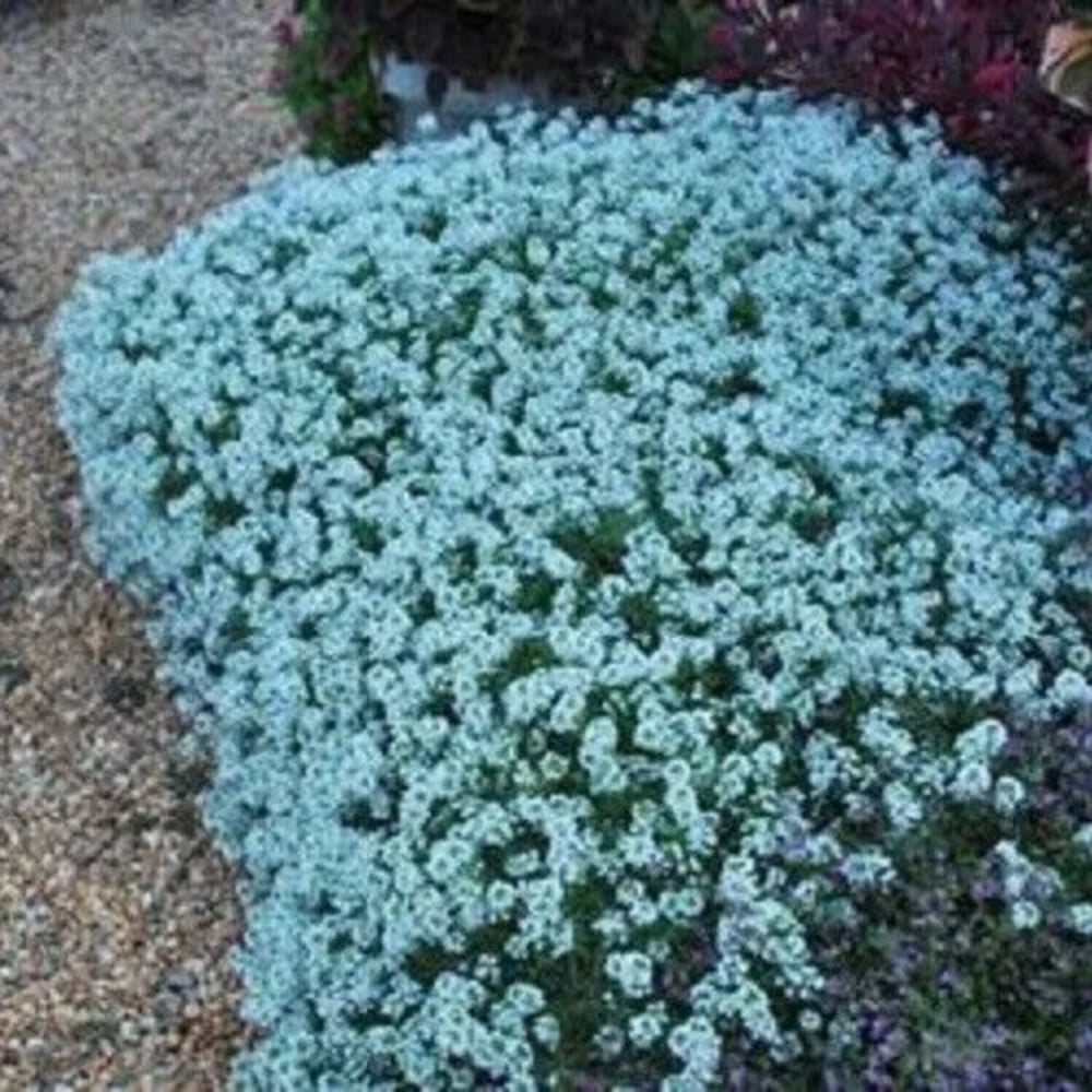 25 Teal Alyssum Carpet Flower Sweet Flowers Flowers Seeds | www.seedsplantworld.com