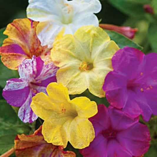 25 Striped Mix Four O'clock Flowers 4 O'clock Flower Perennial Seeds | www.seedsplantworld.com