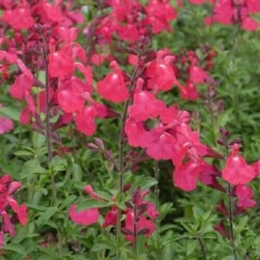 20 Orange Pink Hibiscus Flower Flowers Perennial Seeds | www.seedsplantworld.com