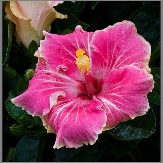 20 Pink White Tips Hibiscus Flowers Flowers Perennial Seeds | www.seedsplantworld.com