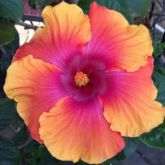 20 Double Red Orange Hibiscus Flower Flowers Perennial Seeds | www.seedsplantworld.com