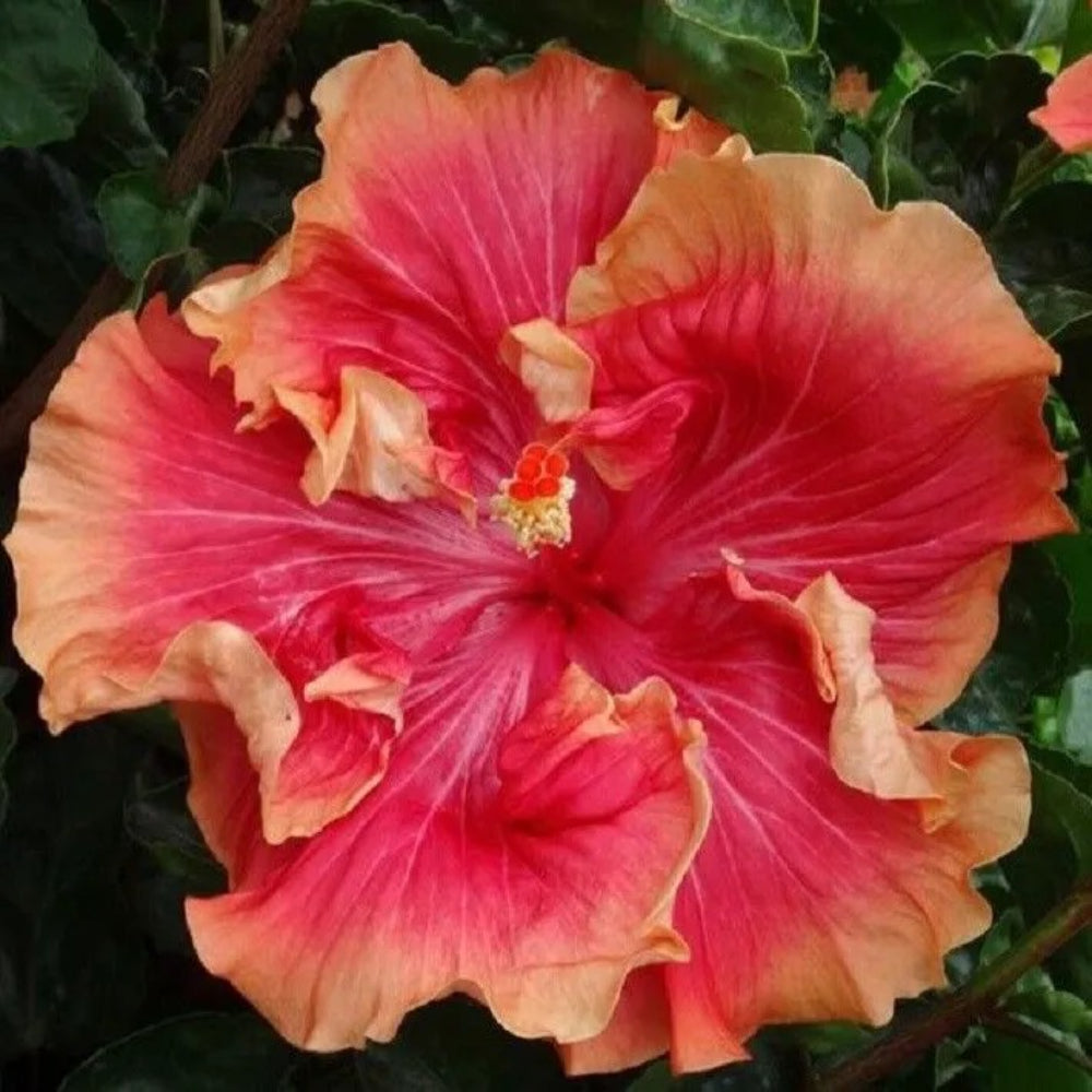 20 Yellow Purple Hibiscus Flowers Flower Bloom Perennial Seeds | www.seedsplantworld.com