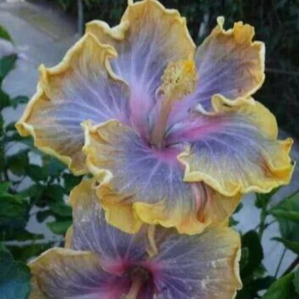 20 Yellow Pink Orange Hibiscus Flower Flowers Perennial Seeds | www.seedsplantworld.com