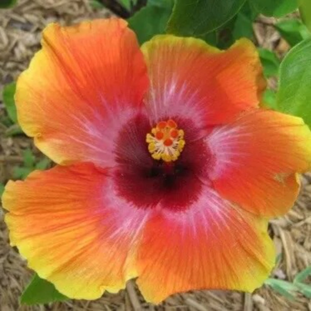 20 Double Orange Hibiscus Flower Flowers Perennial Seeds | www.seedsplantworld.com