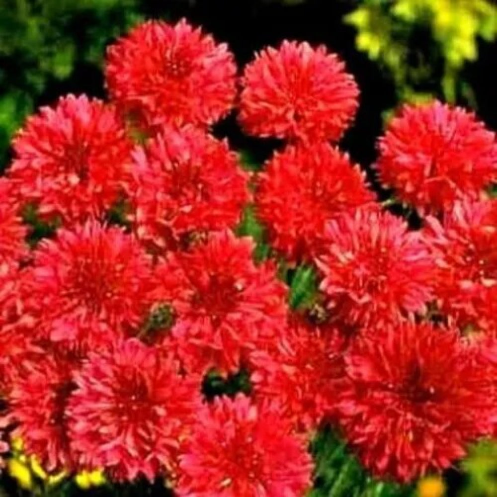 50 Bright Red Bachelor's Button Flower Flowers Garden Annual Seeds | www.seedsplantworld.com