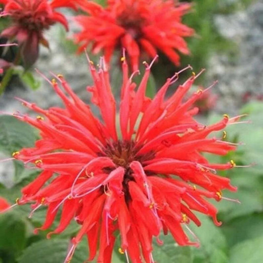 20 Yellow Red Hibiscus Flowers Flower Bloom Tropical Perennial Seeds | www.seedsplantworld.com