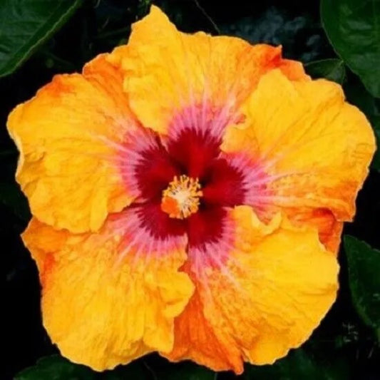 20 White Yellow Hibiscus Flowers Flower Bloom Perennial Seeds | www.seedsplantworld.com