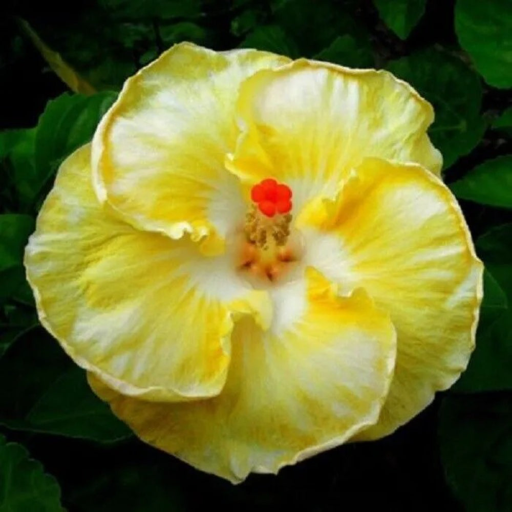 20 Pink Orange Hibiscus Flowers Flower Bloom Tropical Perennial Seeds | www.seedsplantworld.com