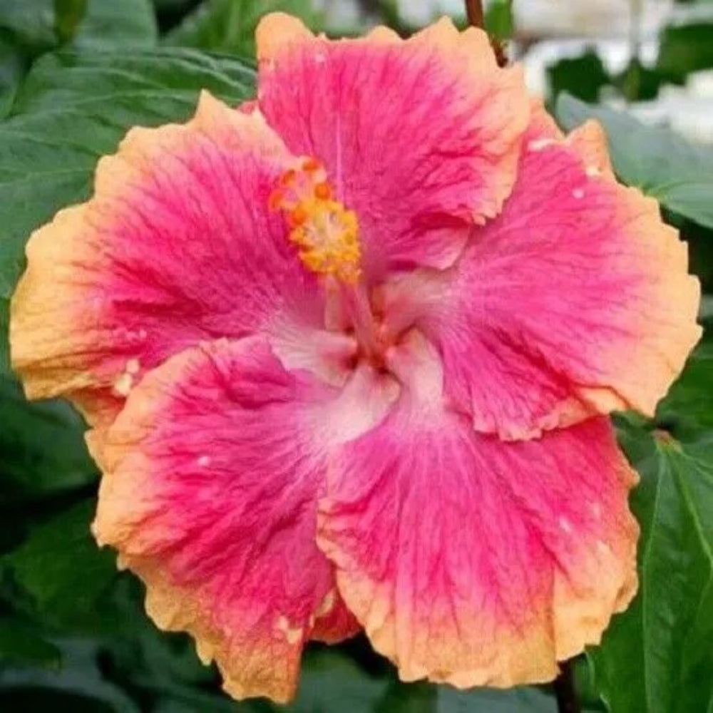 20 Orange Purple Yellow Hibiscus Flowers Flower Bloom Perennial Seeds | www.seedsplantworld.com