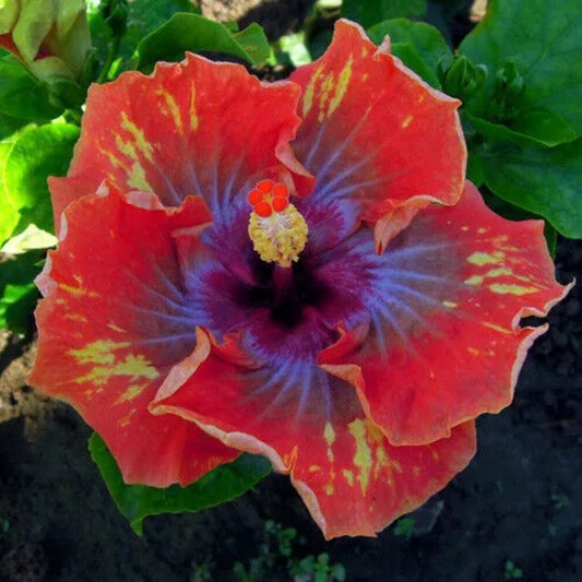 20 Pink Purple Hibiscus Flowers Flower Perennial Seeds | www.seedsplantworld.com