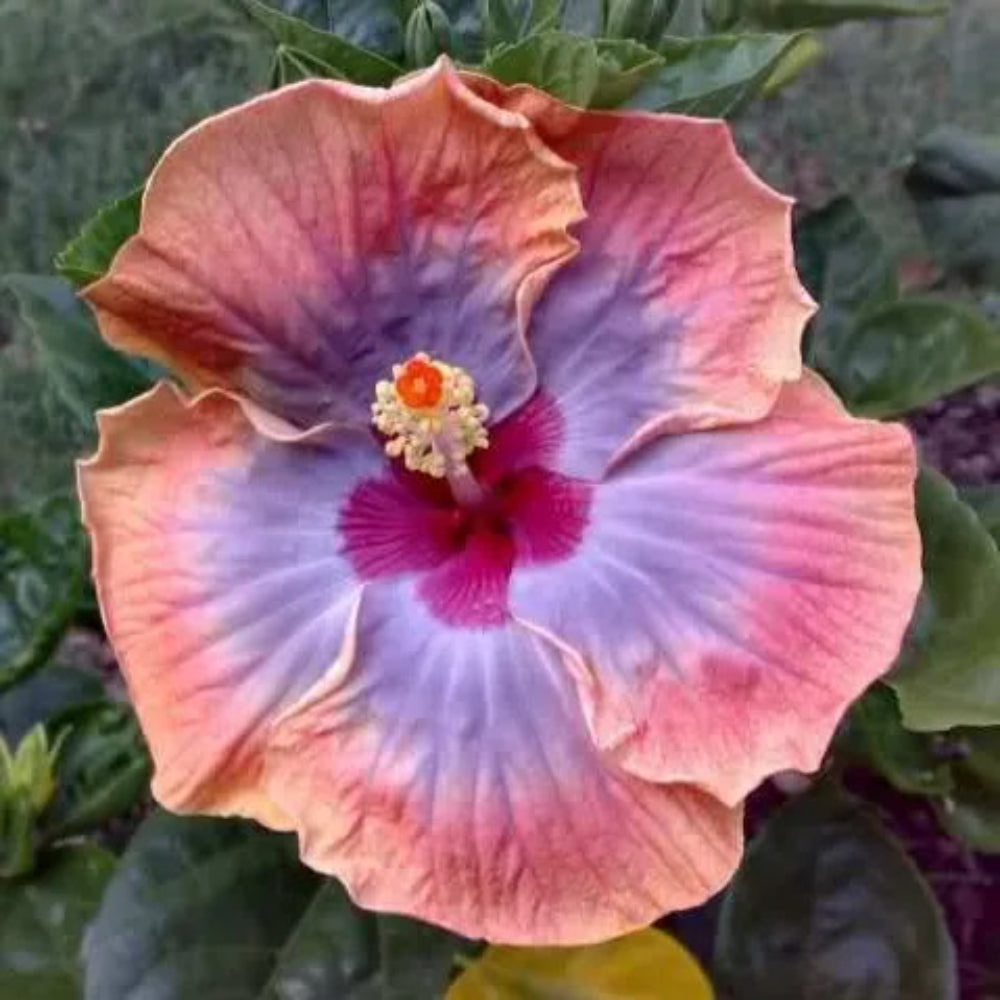 20 Yellow Purple Hibiscus Flowers Flower Perennial Seeds | www.seedsplantworld.com