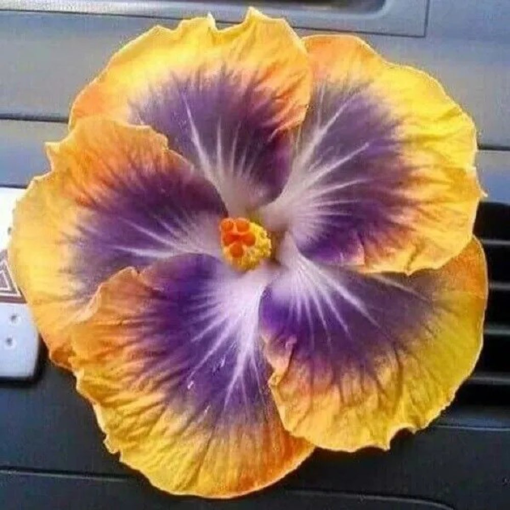 20 White Yellow Black Hibiscus Flowers Flower Perennial Seeds | www.seedsplantworld.com