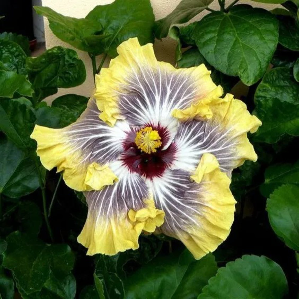 20 DBL Orange Yellow Hibiscus Flowers Flower Perennial Seeds | www.seedsplantworld.com