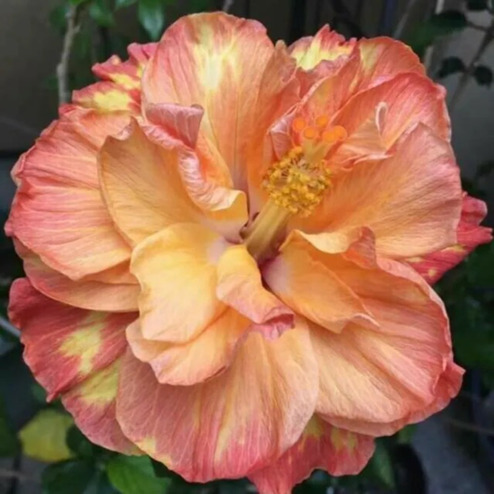 20 Yellow Red Hibiscus Flowers Flower Bloom Perennial Seeds | www.seedsplantworld.com