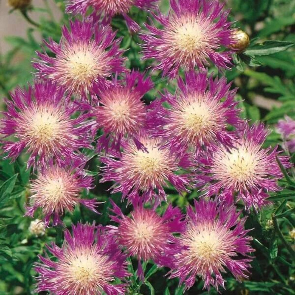 50 Centaurea Bachelor's Button Flower Flowers Garden Annual Seeds | www.seedsplantworld.com