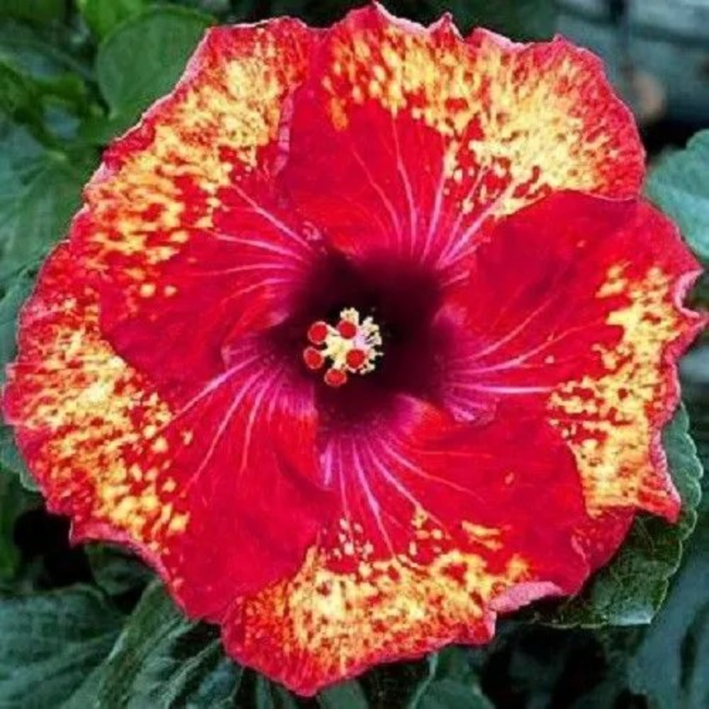 20 Yellow Orange Hibiscus Flowers Flower Bloom Perennial Seeds | www.seedsplantworld.com