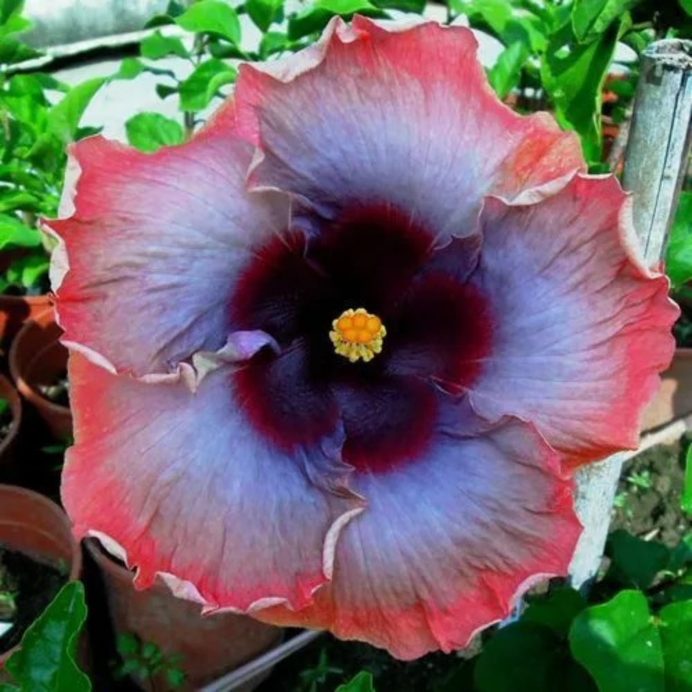 20 Green Hibiscus Flowers Flower Bloom Perennial Seeds | www.seedsplantworld.com