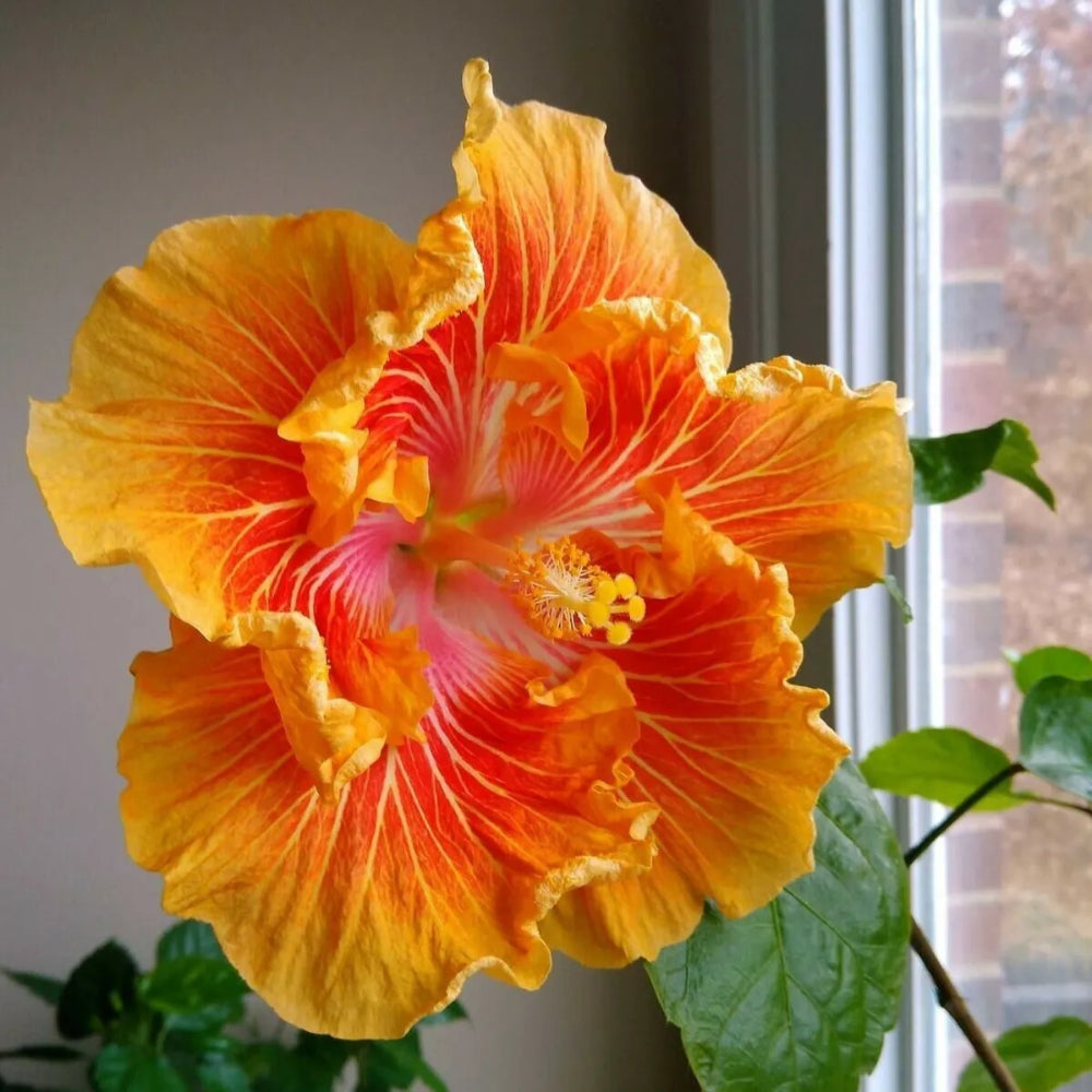 20 Orange Yellow Hibiscus Flowers Flower Bloom Perennial Seeds | www.seedsplantworld.com