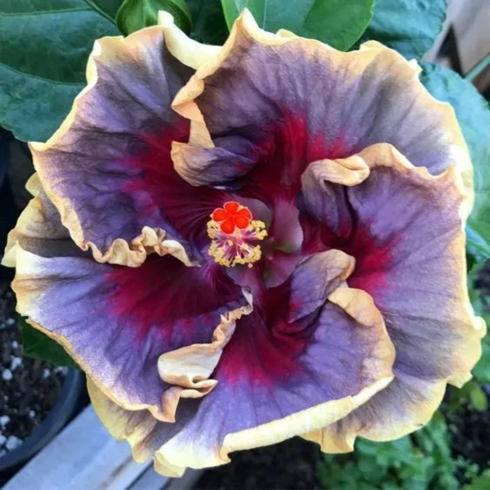 20 Cream Purple Pink Hibiscus Flowers Flower Bloom Perennial Seeds | www.seedsplantworld.com