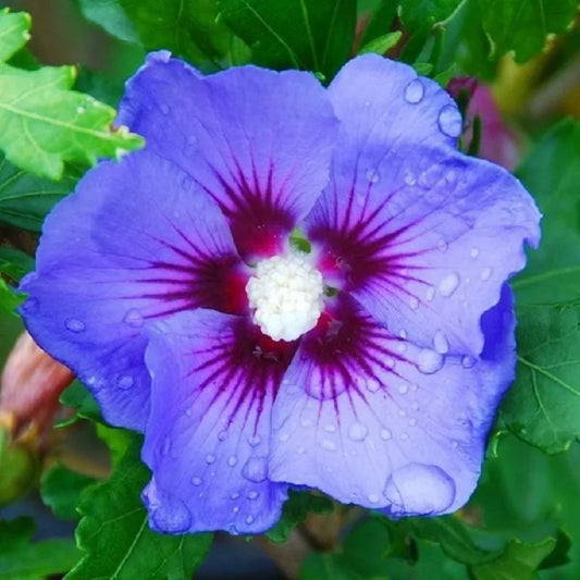 20 Blue Purple Hibiscus Flowers Flower Perennial Perennial Seeds | www.seedsplantworld.com