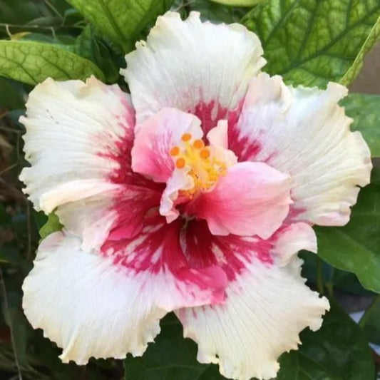 20 White Pink Hibiscus Flowers Flower Bloom Perennial Seeds | www.seedsplantworld.com