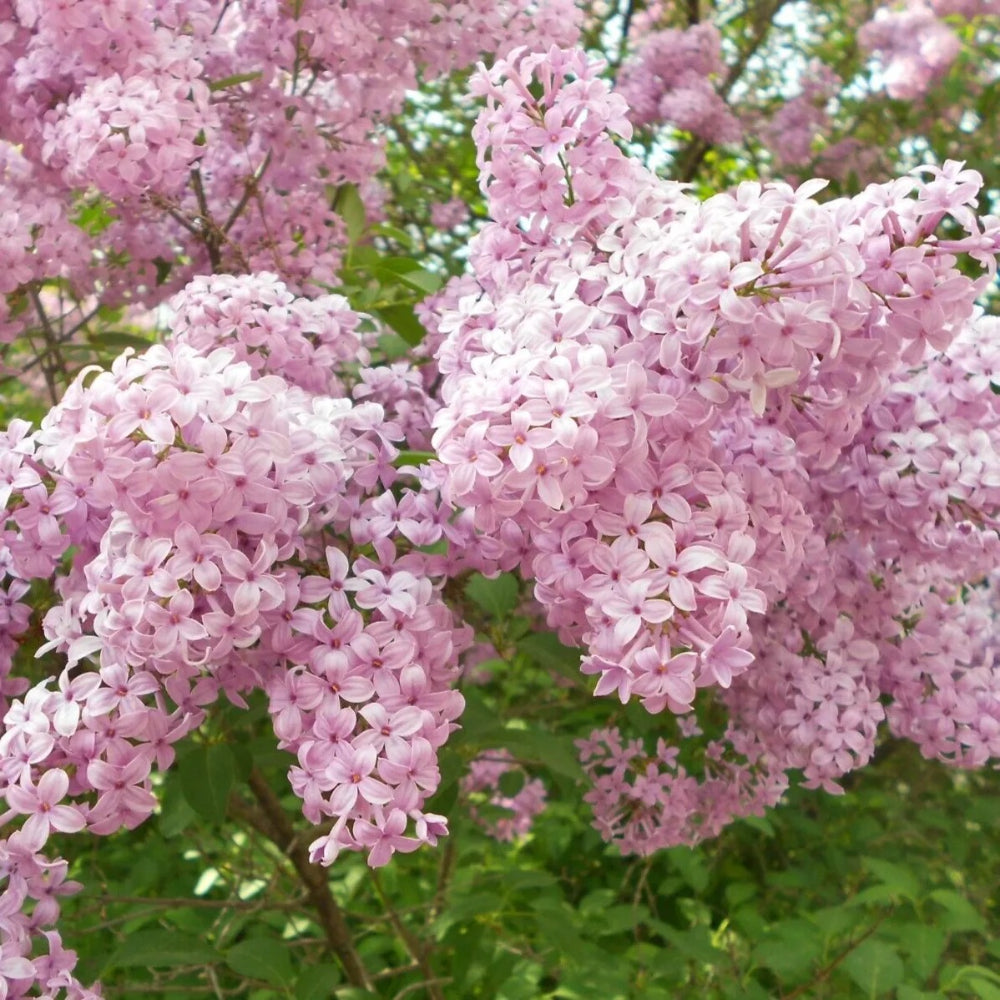 25 Ballet Lilac Tree Fragrant Flowers Flower Perennial Seeds | www.seedsplantworld.com