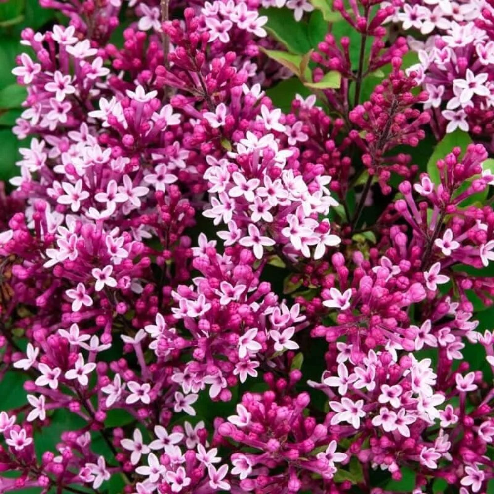 25 Be Right Back Lilac Tree Fragrant Flowers Flower Perennial Seeds | www.seedsplantworld.com