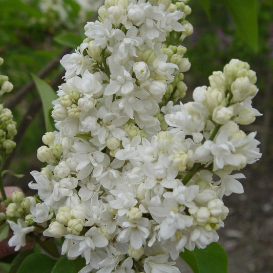 25 Beauty Moscow Lilac Tree Fragrant Flowers Flower Perennial Seeds | www.seedsplantworld.com