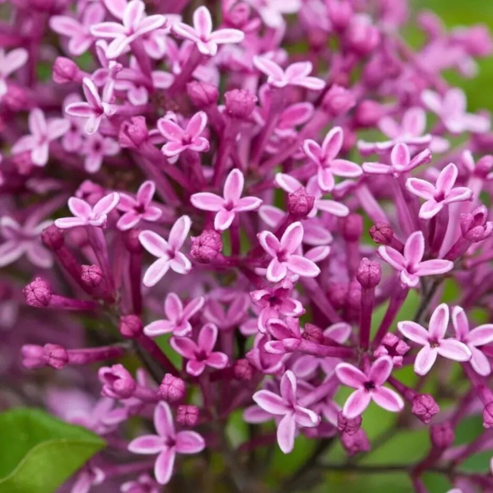 25 Periwinkle Lilac Seeds Tree Fragrant Flowers Perennial Seed Flower | www.seedsplantworld.com