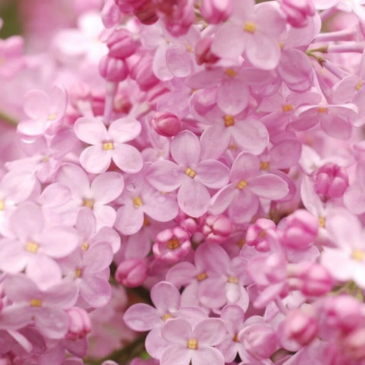 25 Blush Lilac Tree Fragrant Flowers Flower Perennial Seeds | www.seedsplantworld.com