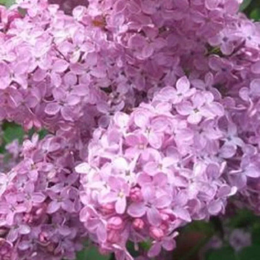 25 Heather Lilac Tree Fragrant Flowers Flower Perennial Seeds | www.seedsplantworld.com