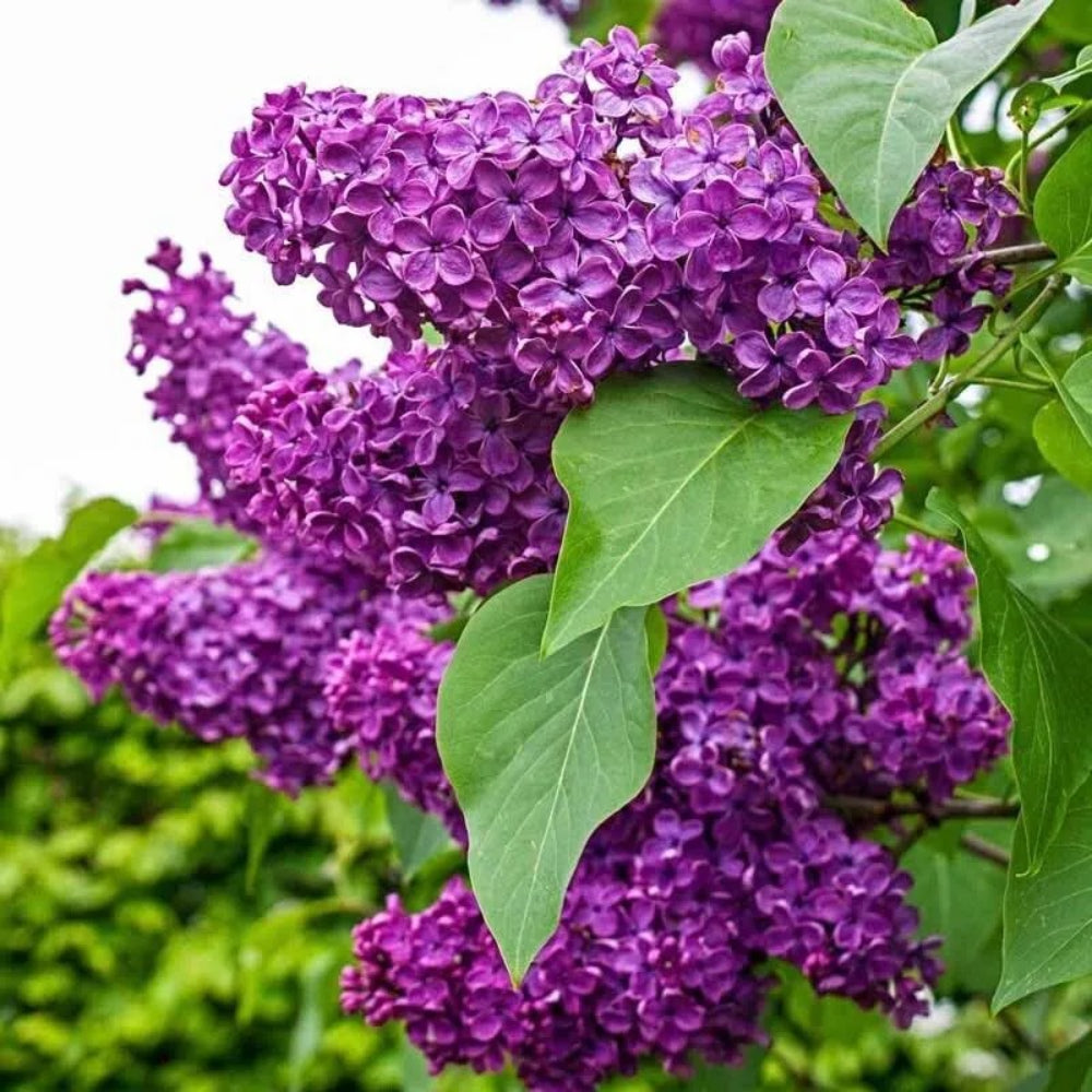 25 Charles Joy Lilac Tree Fragrant Flowers Perennial Seeds | www.seedsplantworld.com