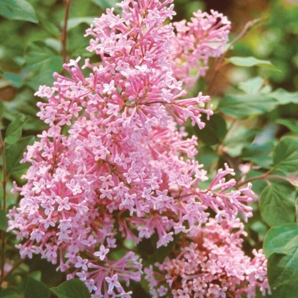 25 Coral Lilac Tree Fragrant Flowers Flower Perennial Seeds | www.seedsplantworld.com