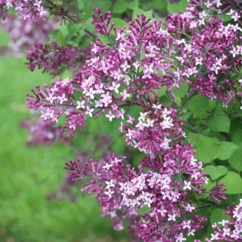 25 Fandango Lilac Tree Fragrant Flowers Flower Perennial Seeds | www.seedsplantworld.com